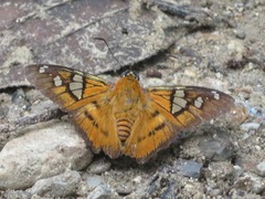 Myscelus epimachia