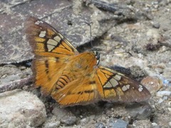 Myscelus epimachia