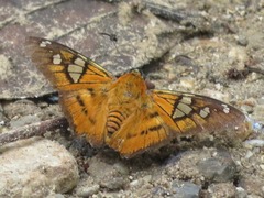 Myscelus epimachia