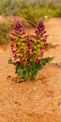 Lachenalia framesii