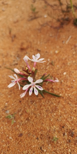 Lapeirousia angustifolia