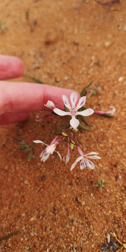 Lapeirousia angustifolia