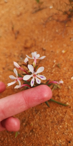 Lapeirousia angustifolia