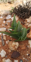 Lapeirousia pyramidalis