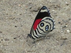 Catagramma hystaspes