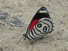 Catagramma hystaspes