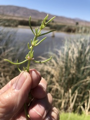 Nitrophila occidentalis