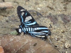 Nosphistia zonara