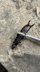 Gonolabis marginalis