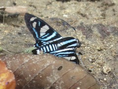 Nosphistia zonara