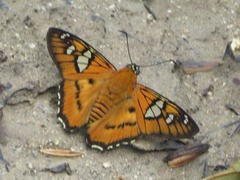 Myscelus epimachia