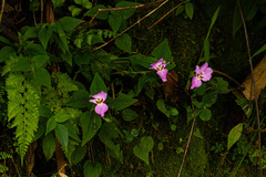 Impatiens ludewigii