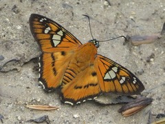 Myscelus epimachia