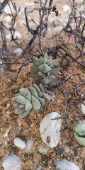Crassula deceptor