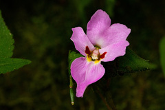 Impatiens ludewigii
