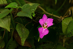 Impatiens ludewigii