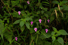 Impatiens ludewigii