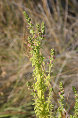 Odontites kaliformis