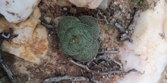 Crassula pseudohemisphaerica