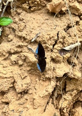 Tanaecia iapis