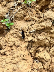 Tanaecia iapis