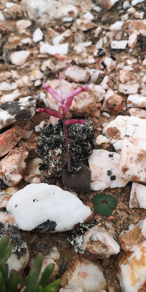 Lachenalia trichophylla, West Coast, ZA-WC, ZA