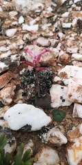 Lachenalia trichophylla