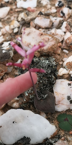 Lachenalia trichophylla