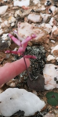 Lachenalia trichophylla