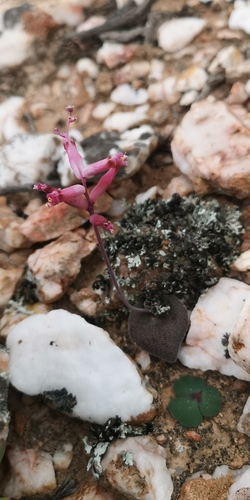 Lachenalia trichophylla
