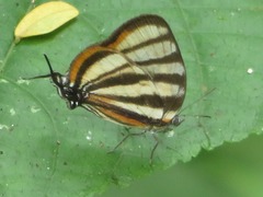 Arawacus separata