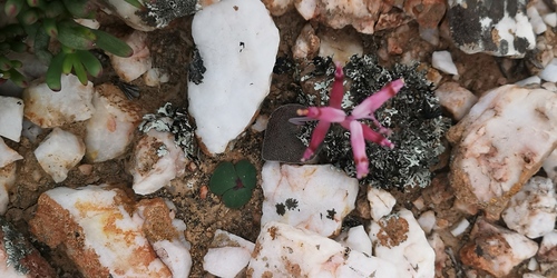 Lachenalia trichophylla