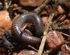 Ommatoiulus diplurus