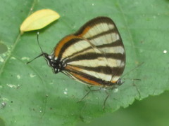 Arawacus separata