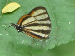 Arawacus separata