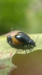 Gastrophysa atrocyanea
