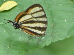 Arawacus separata