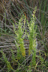 Odontites kaliformis