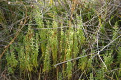 Odontites kaliformis