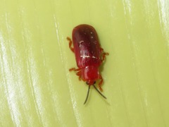 Cephaloleia erichsonii