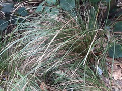 Carex ochrosaccus
