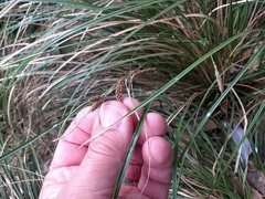 Carex ochrosaccus