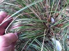 Carex ochrosaccus