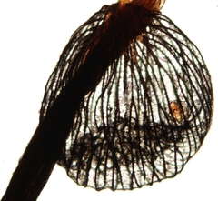 Cribraria cancellata