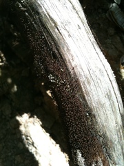 Cribraria cancellata