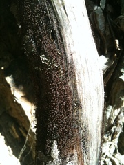 Cribraria cancellata