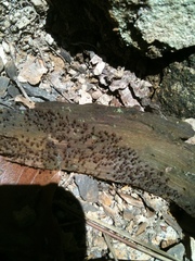 Cribraria cancellata