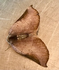 Drepanogynis arcuifera