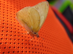 Hesperocharis crocea crocea