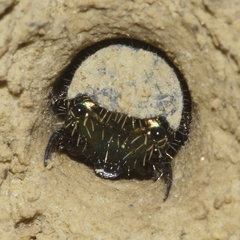 Neocicindela